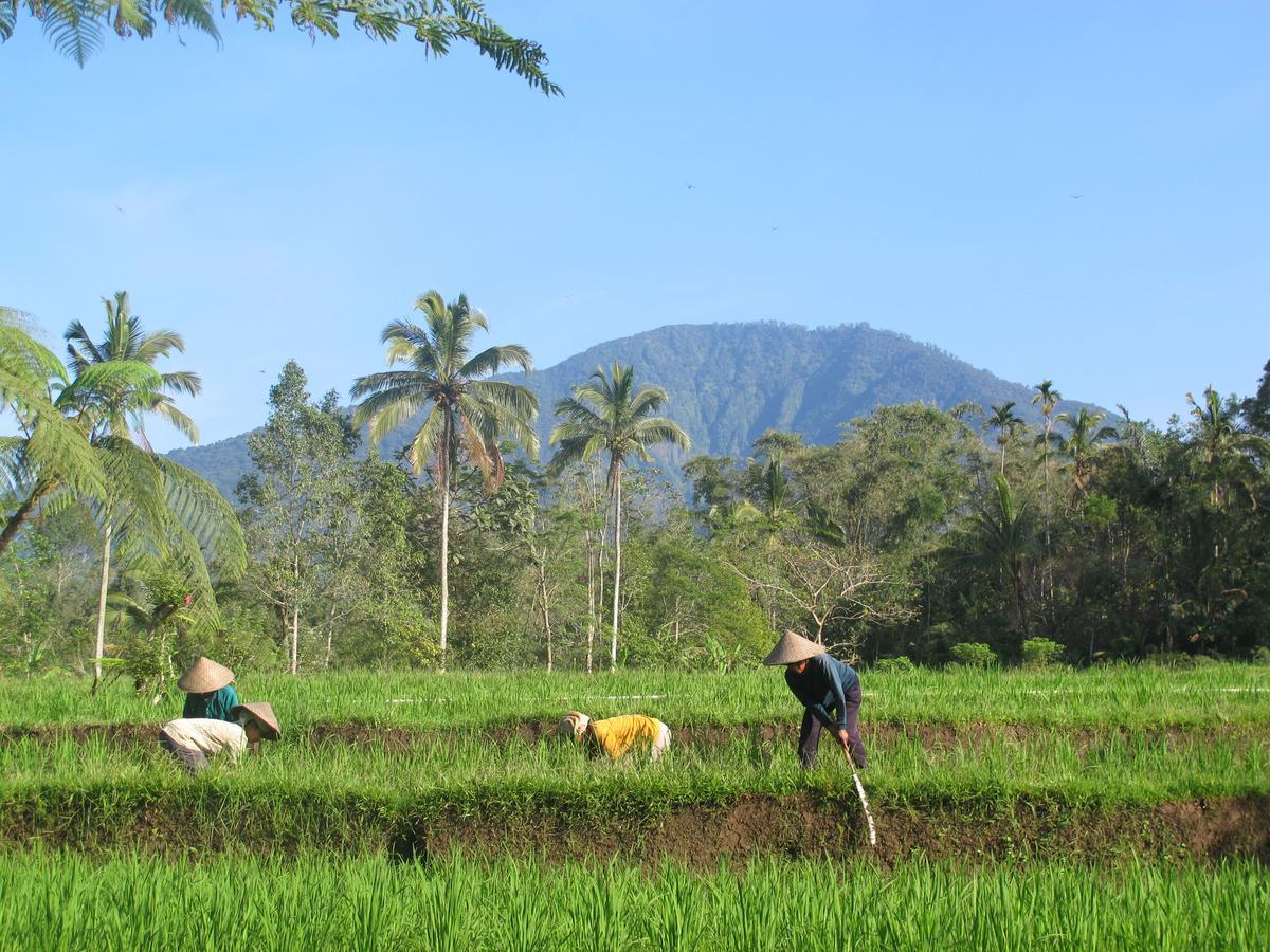 Prana Dewi Mountain Resort Jatiluwih Eksteriør billede